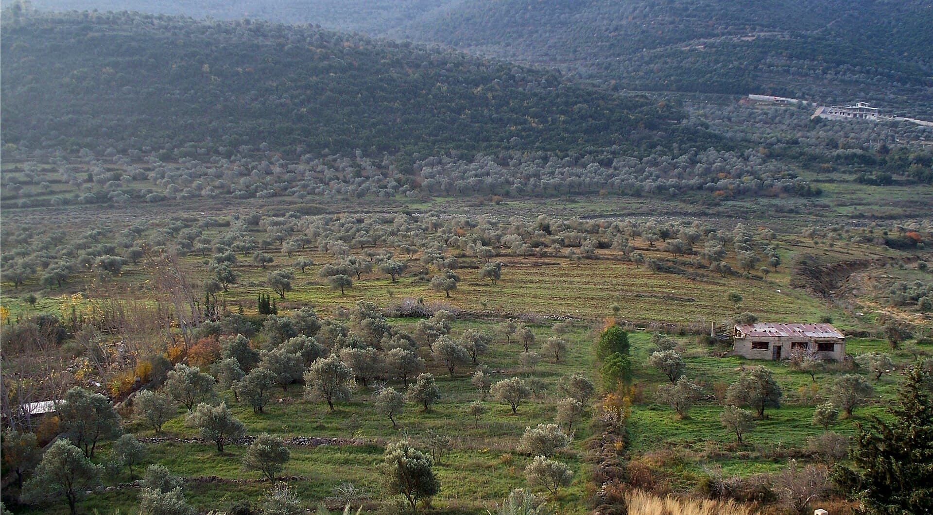 Suriye'de yamaca yayılan zeytinlikler; aralarda tarlalar ve tek katlı bir taş yapı