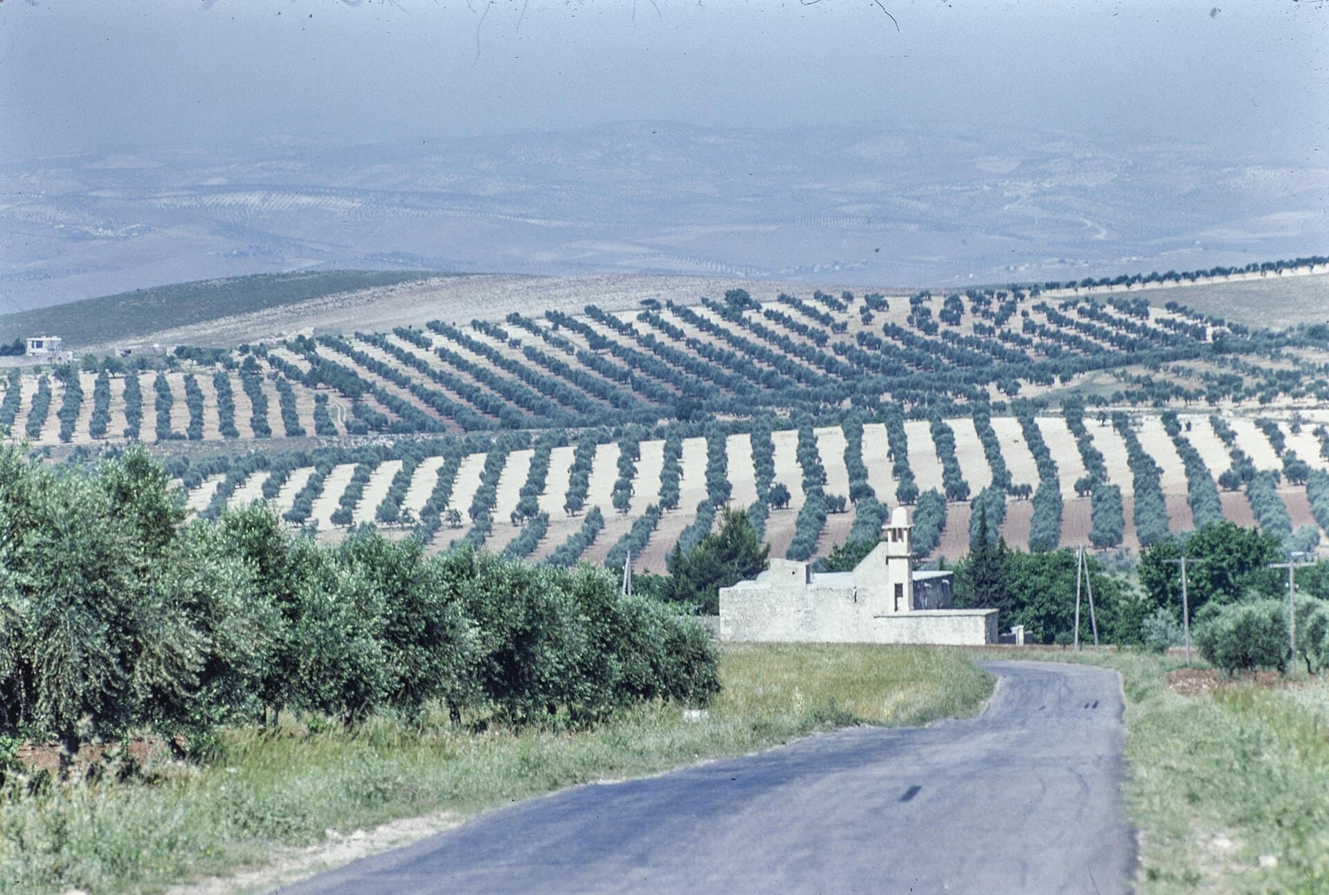 Afrin yolunda zeytinlikler, Haziran 1977: tepelere sıra sıra dikilmiş ağaçlar, ön planda kıvrılan asfalt yol ve küçük minareli beyaz bir yapı