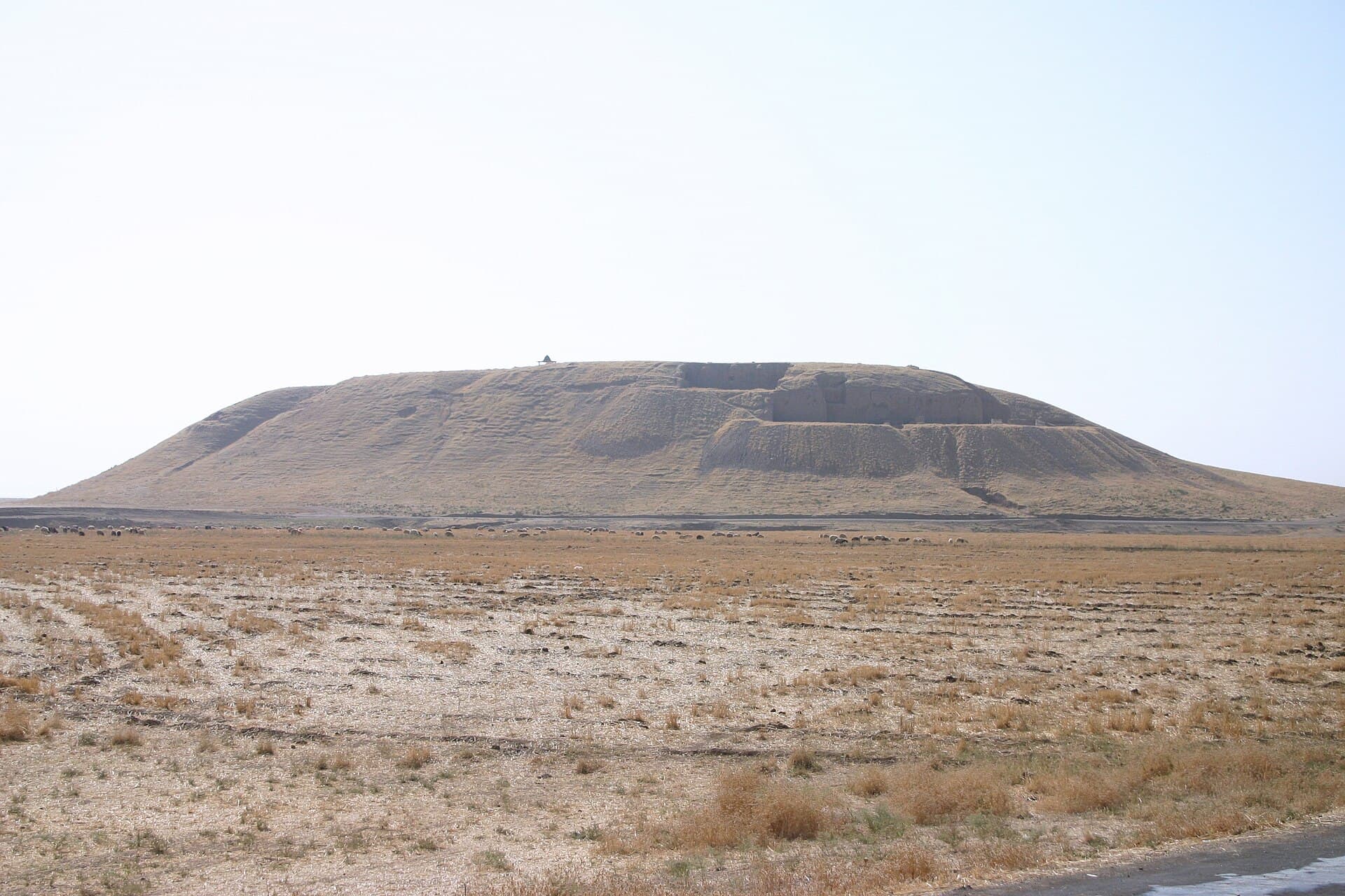 Tell Barri höyüğü, batıdan; eteğinde otlayan koyun sürüsü ölçek veriyor.