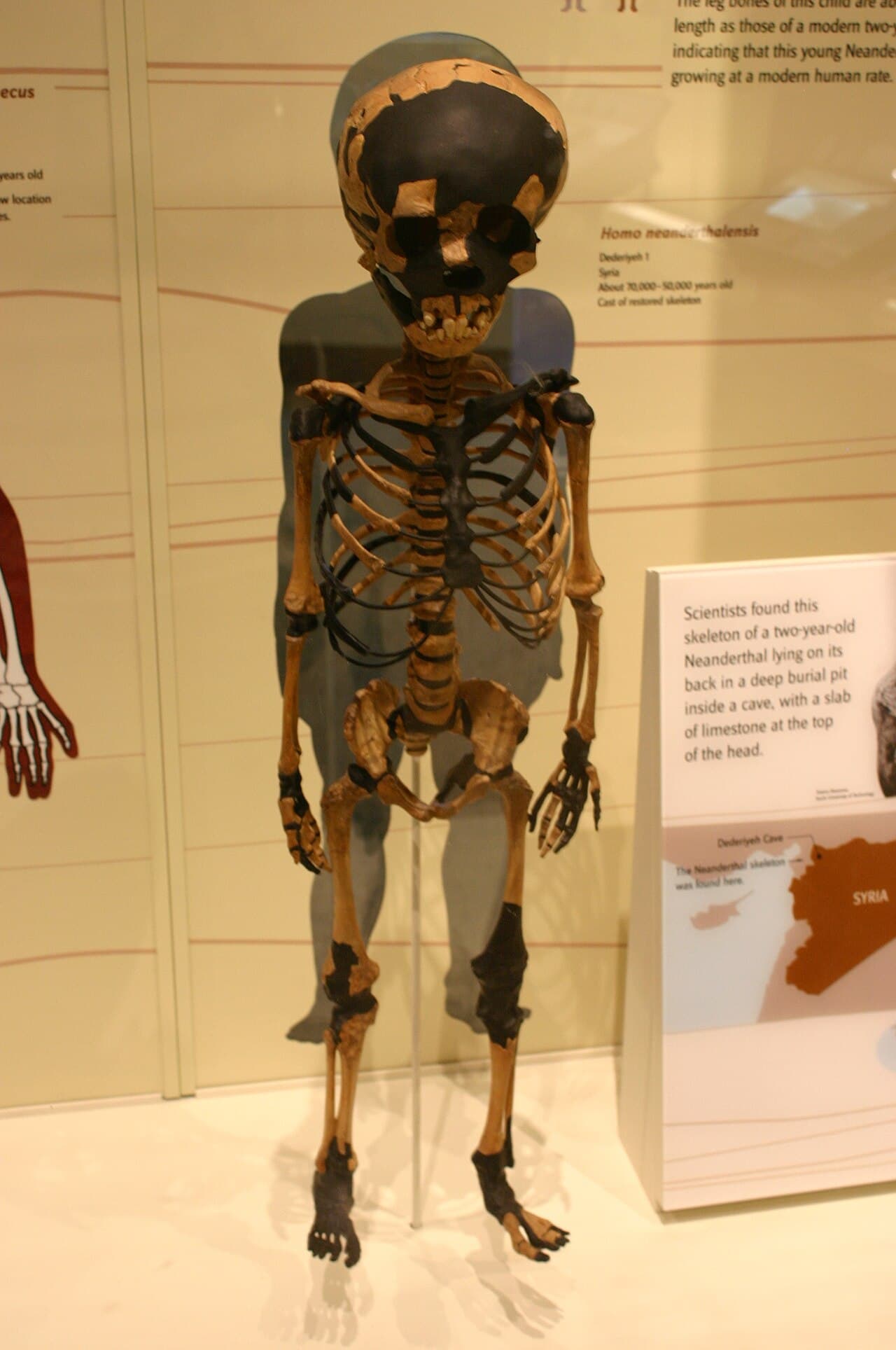 Dederiye Mağarası'nda bulunan iki yaşındaki Neandertal çocuğun (Dederiye 1) restore edilmiş iskelet dökümü, Smithsonian Doğa Tarihi Müzesi